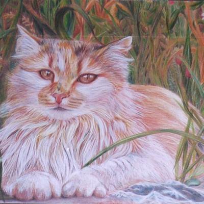 Katzenportrait Buntstift